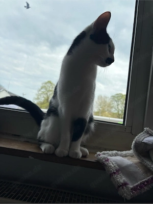 Coco sucht ein neues zuhause