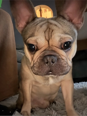 Liebenswerter Französischer Bulldoggen-Rüde sucht neues Zuhause