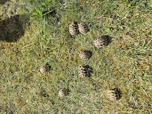 Griechische Landschildkröten Testudo hermanni boettgeri Nachzuchten 2025