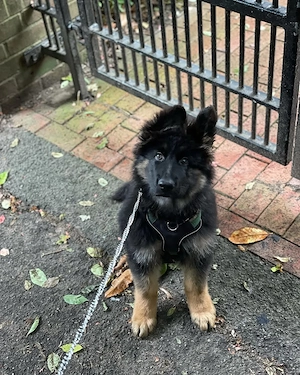 Deutsche Schäferhündin 