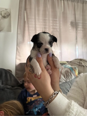 Chihuahua Griffon mix