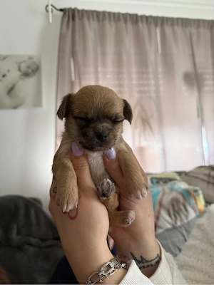 Chihuahua Griffon mix