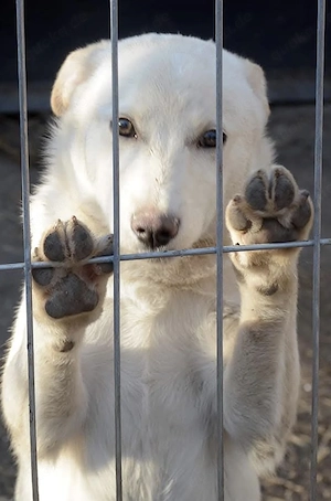 Milo - freundliches und liebenswertes Energiebündel