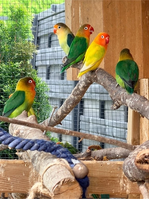 Unzertränliche gruppe mit Eier