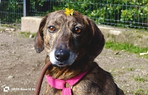 AURELIA    möchte endlich dazugehören