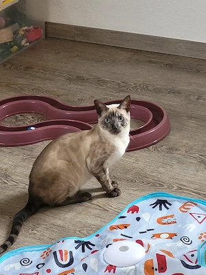 Bengalkatze reinrassig