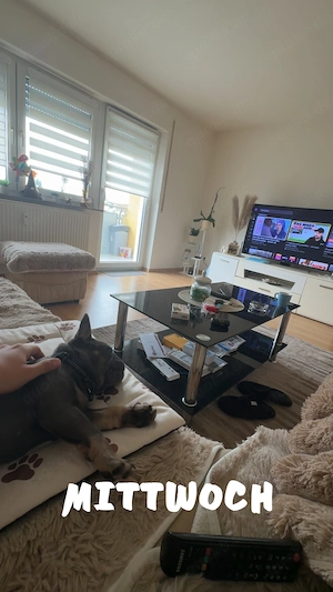 Französische Bulldogge