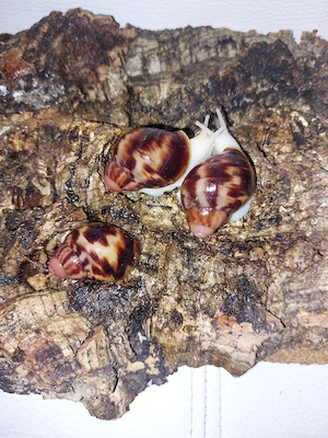 Archachatina marginata Clenchi, Achatschnecken RARITÄT