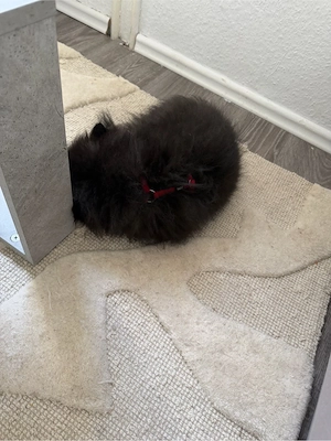 pomeranian welpe rüde abzugeben