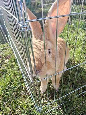 Deutscher Riese Mix Hase 