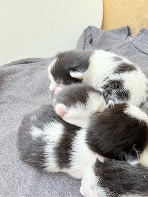 Katzenbabys zu verkaufen