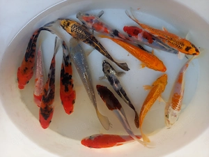 Koi  A - Top mix, Teichfisch