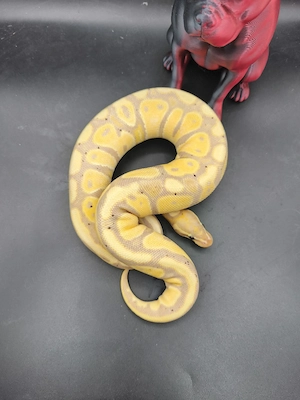 1.0 Banana pos confusion het clown pos het pied 