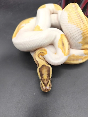 1.0 Pastel Enchi Orangedream Fire Piebald 