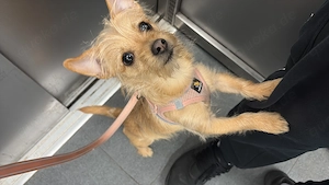 Hündin 8 Monate alt hab leider keine Zeit für sie Impfpass ist vorhanden.