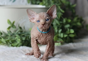 Wunderschöne reinrassige Sphynx-Kätzchen