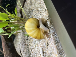 Apfelschnecken in gelb, rosa und lila 