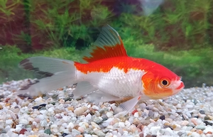 Goldfisch Serassa rot-weiß