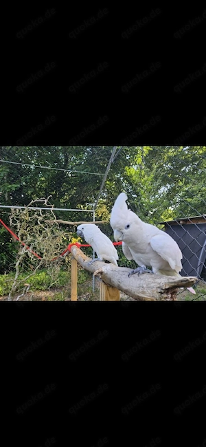 Suche Inka Kakadu 0.1 