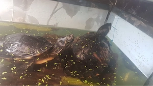 2 Grosse Wasserschildkröten ca.25 cm