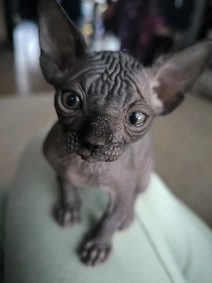 Sphynx Kitten 