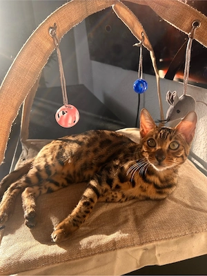 bengal kater 8 monate alt 