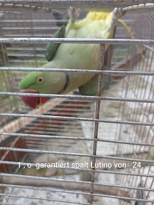 Große Alexandersittiche geschlossen beringt