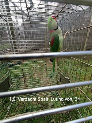 Große Alexandersittiche geschlossen beringt Bild 2