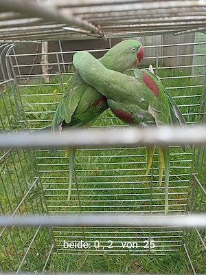 Große Alexandersittiche geschlossen beringt Bild 3