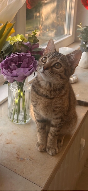 Bengal Tabby Mädchen