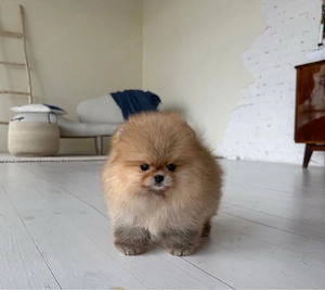 Zuckersüßen Zwergspitz Pomeranian Welpen!
