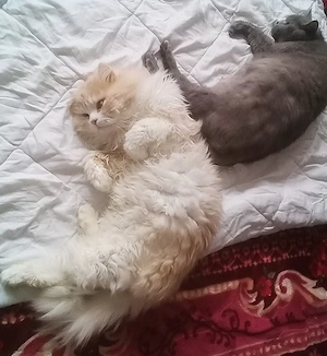 Bkh und Britisch Langhaar Kitten .Reservierung moeglich!