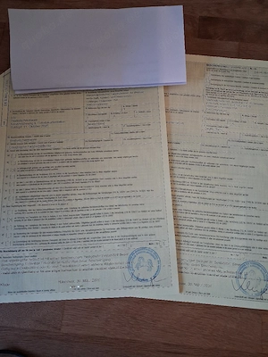 griechische Landschildkröten