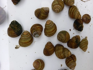 Sumpfdeckelschnecke, Algenfresser