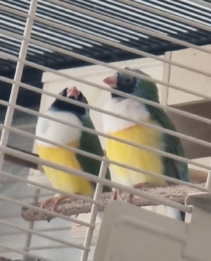 Verkaufe 2 Gouldamadinen 