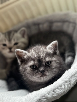 Reinrassige Bkh Kätzchen