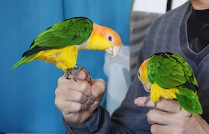  Zwei Rostkappen Papageien 