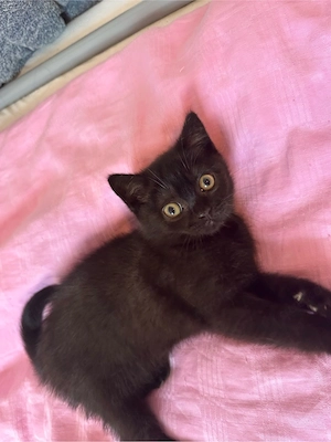 Süßer BKH Kater sucht liebevolles Zuhause