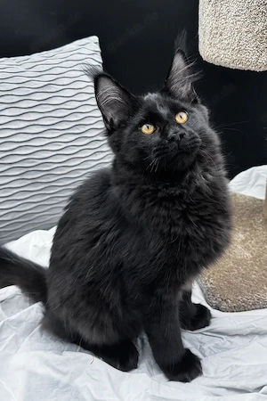 Majestätischer  Sanfter Riese  sucht ein Zuhause für immer   5 Monate altes Katerchen