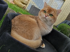 BKH Deckkater Black Golden Shell