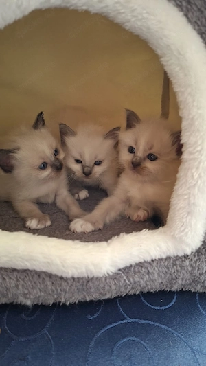 Heilige Birma, Katzenbabys!!     Bild 4