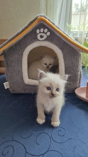 Heilige Birma, Katzenbabys!!     Bild 10