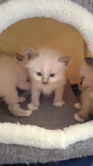 Heilige Birma, Katzenbabys!!     Bild 3