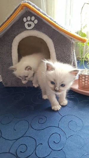 Heilige Birma, Katzenbabys!!     Bild 9