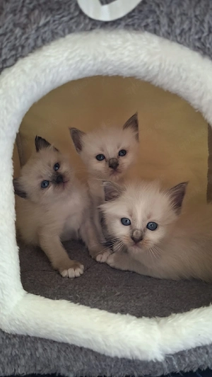 Heilige Birma, Katzenbabys!!     Bild 5