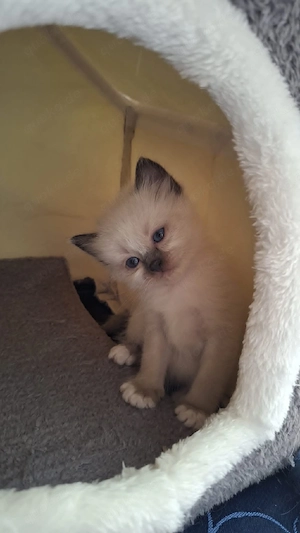 Heilige Birma, Katzenbabys!!     Bild 6