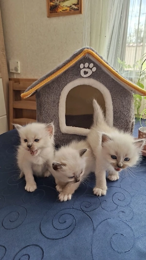 Heilige Birma, Katzenbabys!!     Bild 8