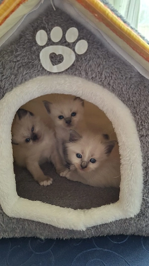 Heilige Birma, Katzenbabys!!     Bild 7