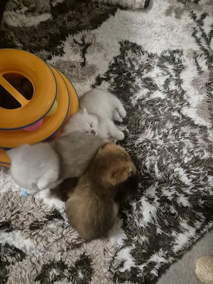 reinrassige bkh schadet geboren 20.03.26 2 kätzchen noch frei Bild 4