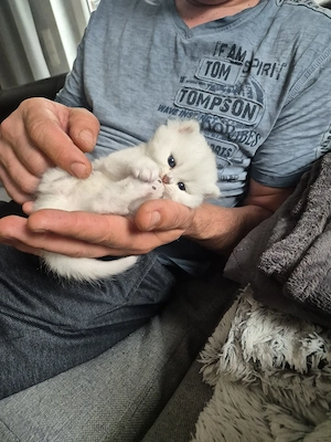 reinrassige bkh schadet geboren 20.03.26 2 kätzchen noch frei Bild 3